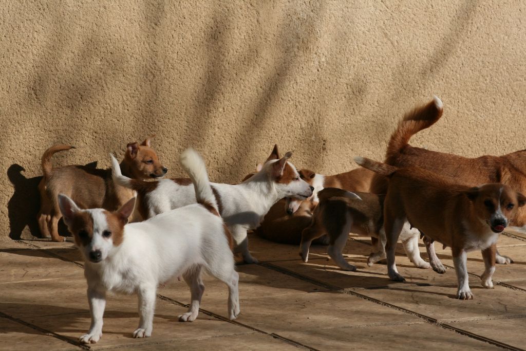 Accueil Elevage De Lorée Des Charmois Eleveur De Chiens