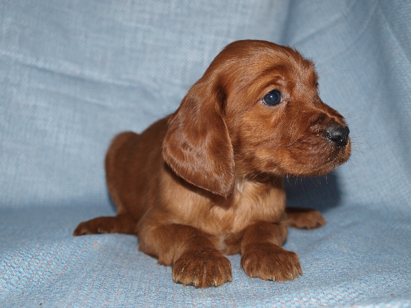 Chiot Elevage De La Jeannaie Du Bois Eleveur De Chiens Setter Irlandais Rouge