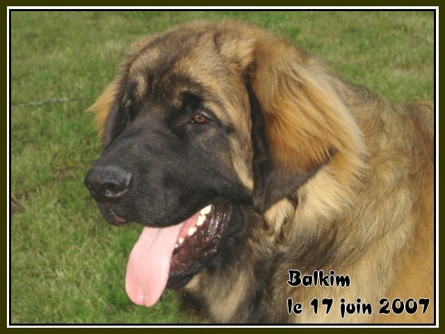 CH. Ballisto quimm charme byzance dit balkim du Mont de Gaïa