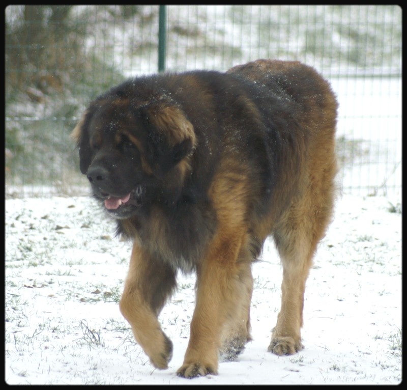 CH. Ballisto quimm charme byzance dit balkim du Mont de Gaïa