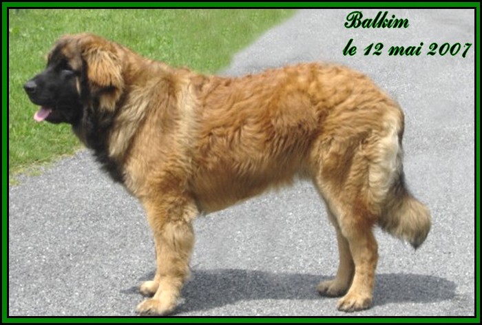 CH. Ballisto quimm charme byzance dit balkim du Mont de Gaïa