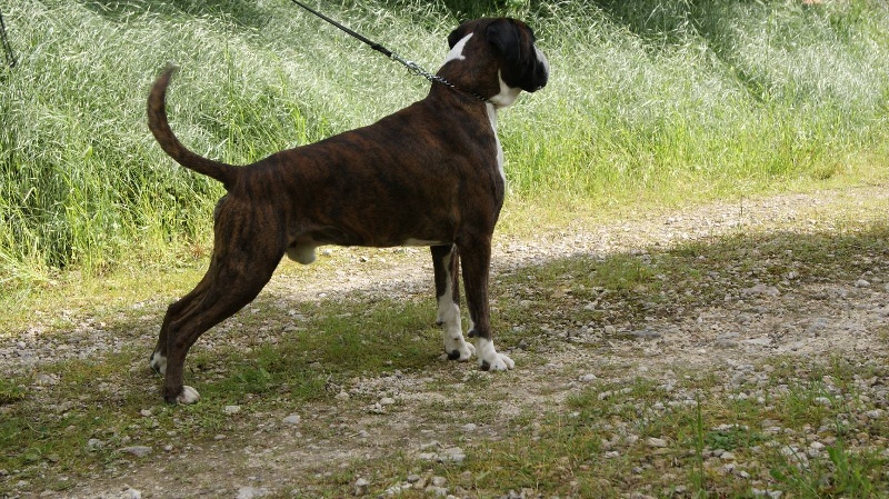 Didjy du mas du Perigord blanc