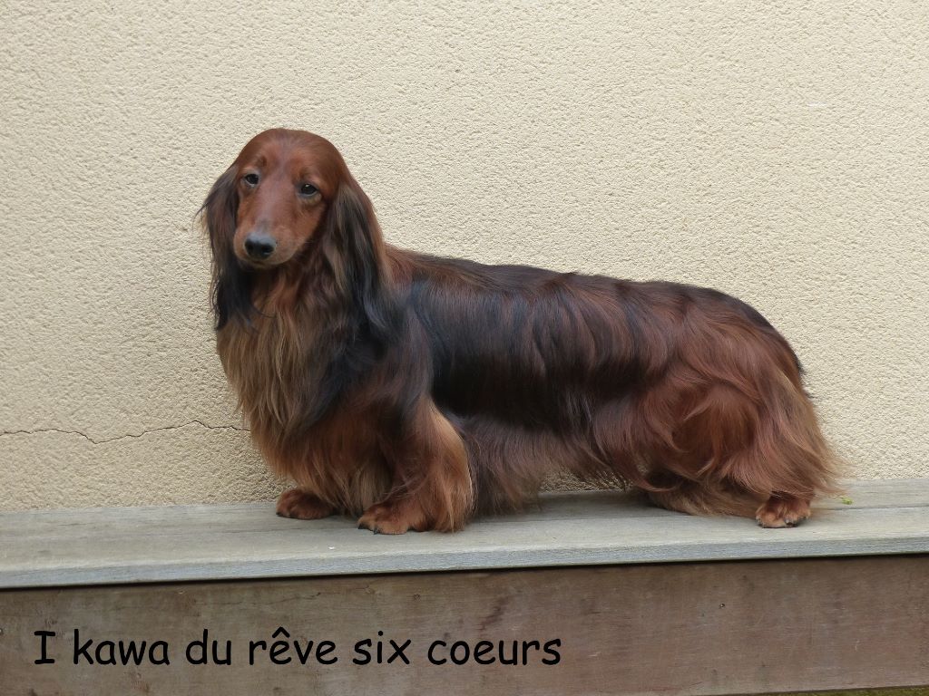 CH. I kawa du reve six coeurs