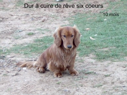 Dur à cuire du reve six coeurs