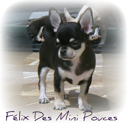 Felix  des Mini Pouces