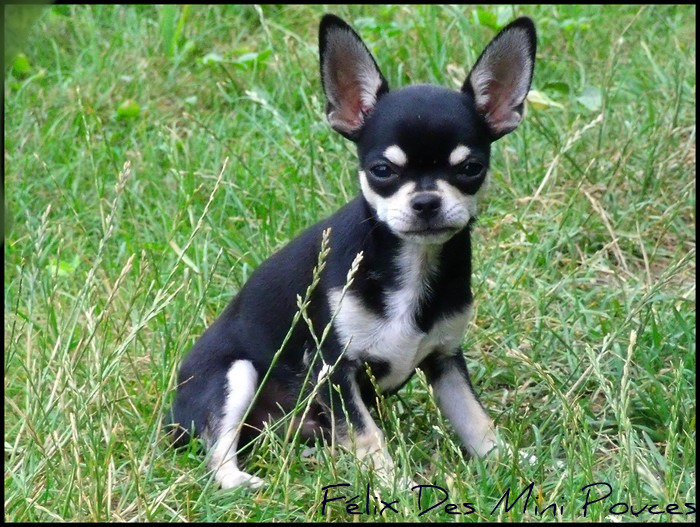 Felix  des Mini Pouces