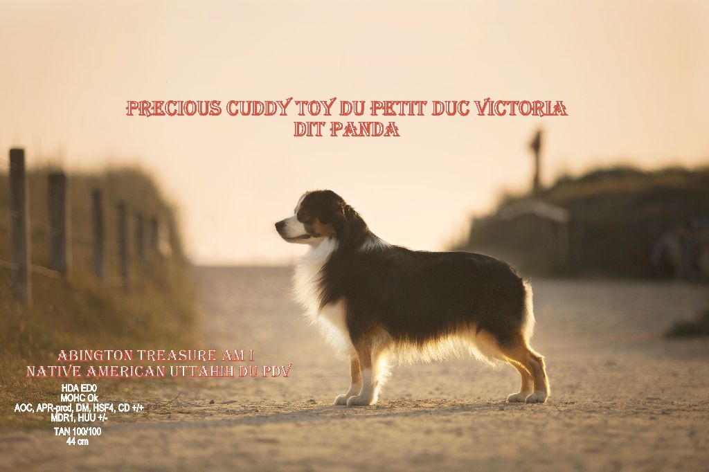 CH. Precious cuddy toy du petit Duc Victoria