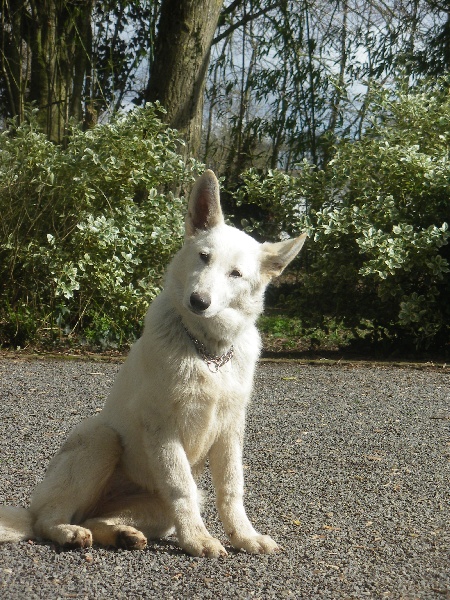 Emma (dite elhya) du domaine d'aries