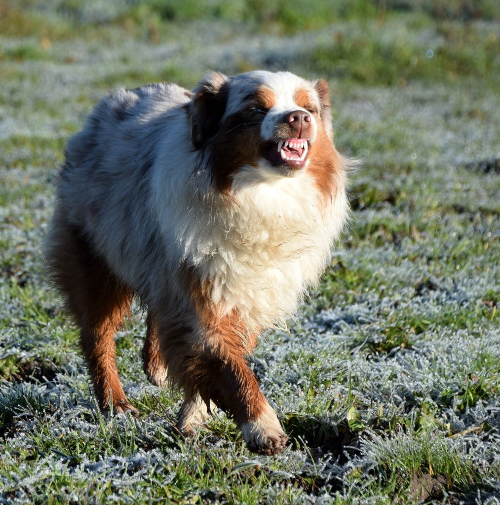 Toffee's legend du petit Duc Victoria