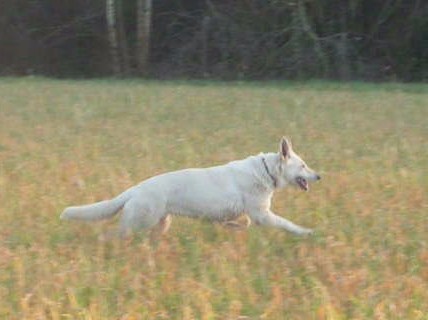 Emma (dite elhya) du domaine d'aries