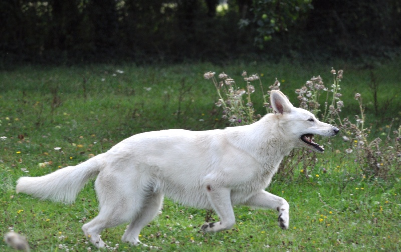 Emma (dite elhya) du domaine d'aries