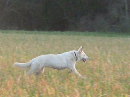 Emma (dite elhya) du domaine d'aries