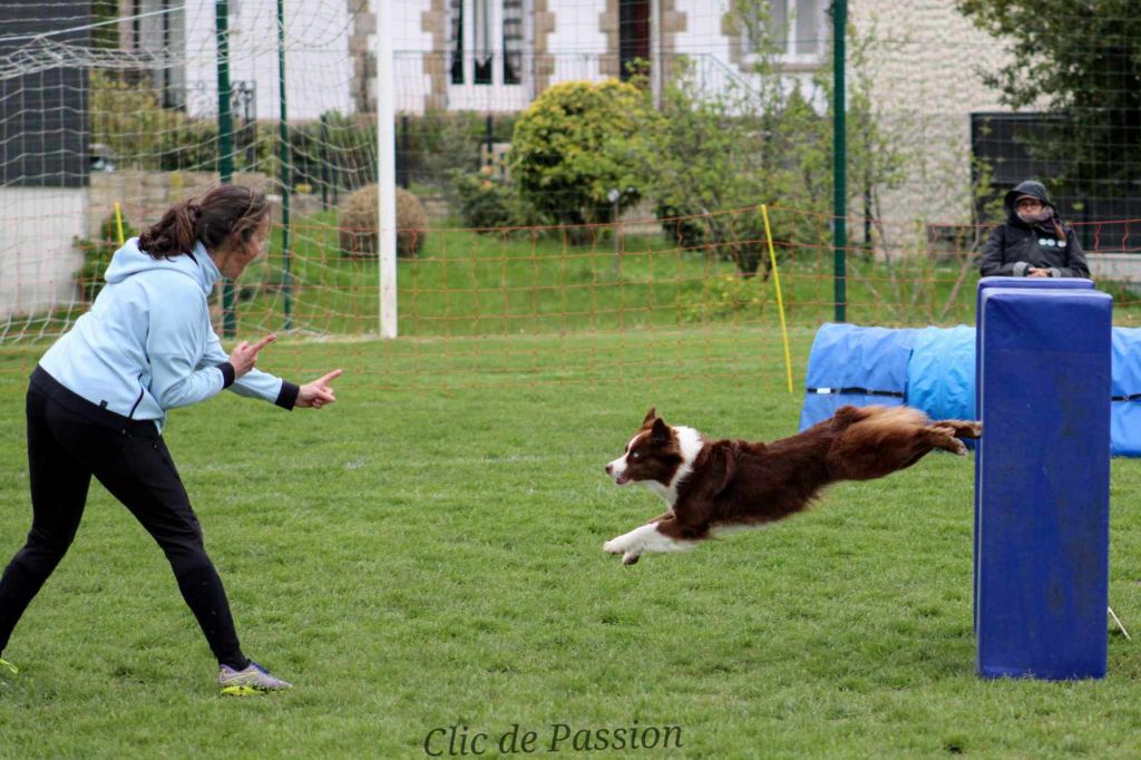 Rock 'n roll red dingue (dite reddy) du petit Duc Victoria