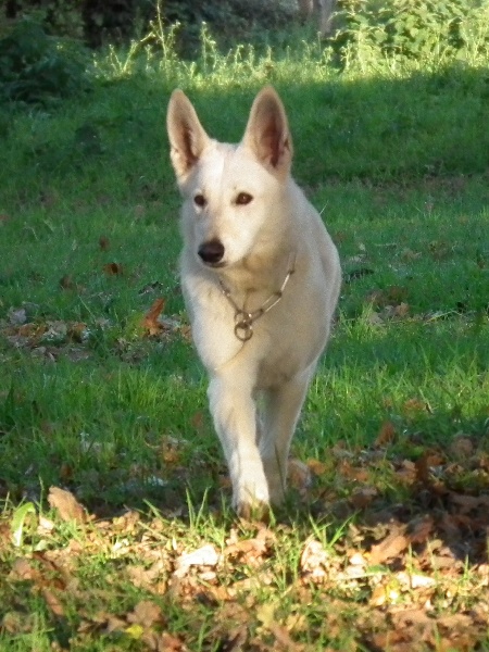 Emma (dite elhya) du domaine d'aries