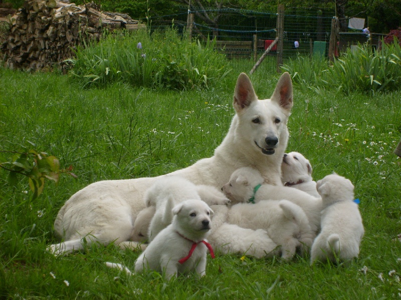 Chiot Elevage Du Petit Duc Victoria Eleveur De Chiens