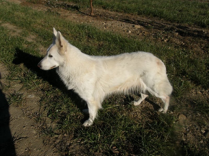 Chunta du plateau ardennais