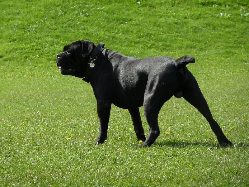 Dinozzo des Gardiens des Murailles