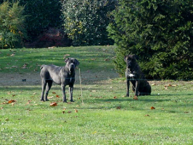 Gibbs des Gardiens des Murailles