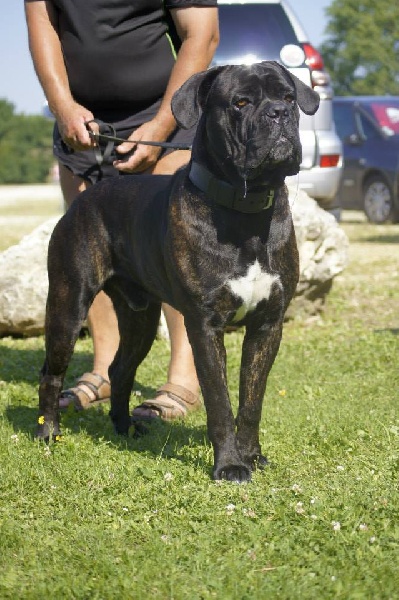 Goliath des Gardiens des Murailles