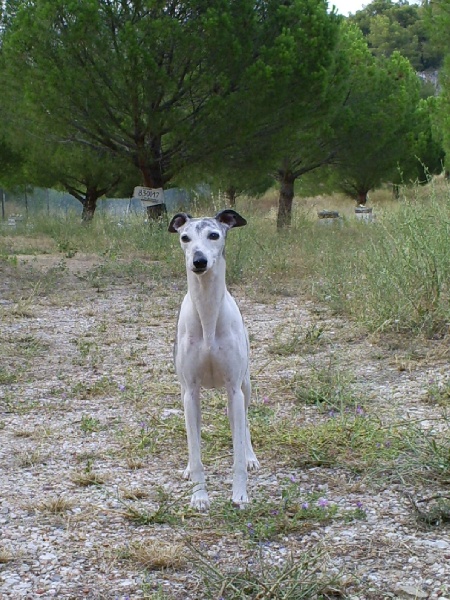 CH. Odelin des hauts de massanne