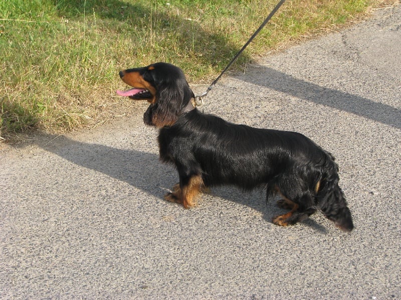 Drakar des corsaires de feux