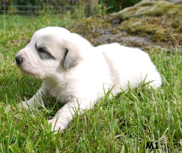 Chiot Chien De Montagne Des Pyrénées Elevage De Montagnes