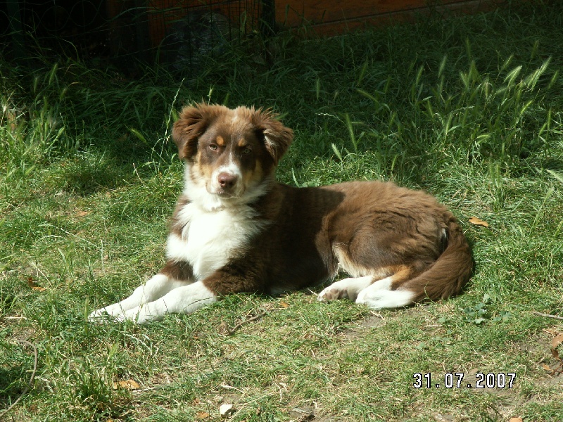 Chenko brown chocolate des Terres de Tulicaine