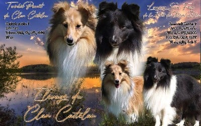 Shetland Sheepdog - du Clan Castelau