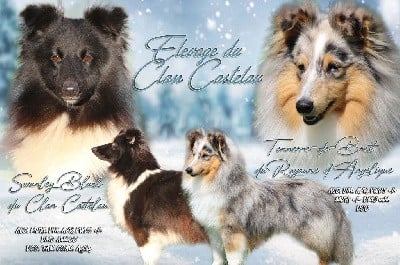 Shetland Sheepdog - du Clan Castelau