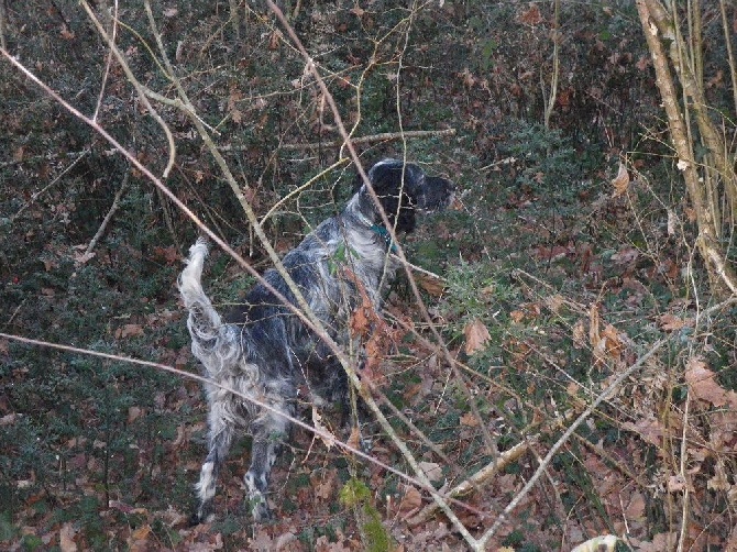 Accueil Elevage De Buzuntza Eleveur De Chiens Setter Anglais