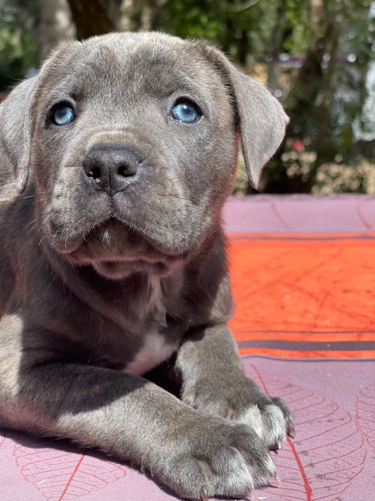 Chiot Elevage Du Royaume Des Hauts De Nimes Eleveur De Chiens Cane Corso