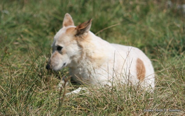 Dobka de Solemel