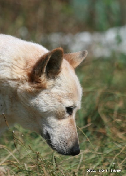 Dobka de Solemel