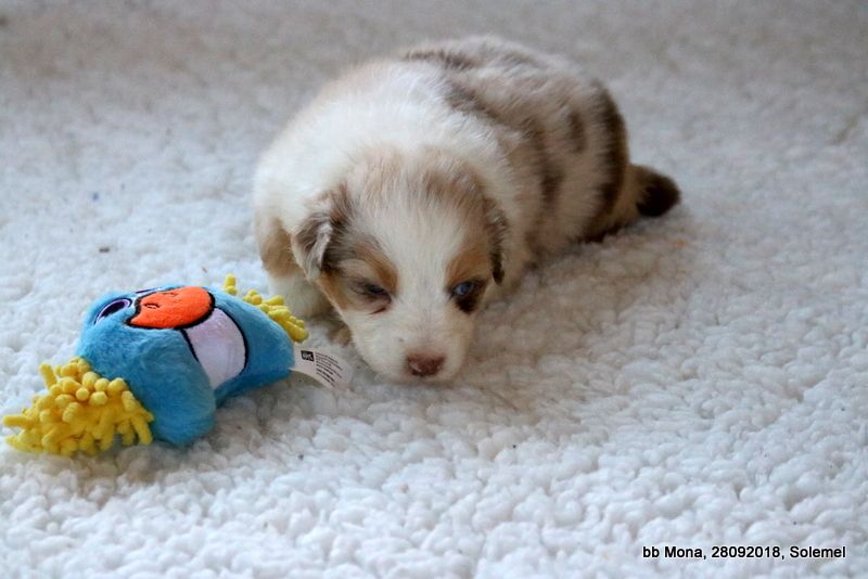 Image De Bebe Chien Trop Mignon