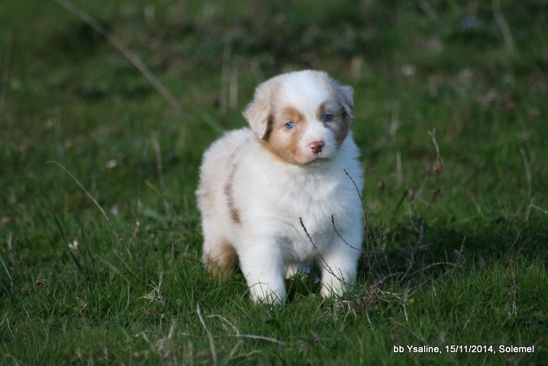 Chiot Elevage De Solemel Eleveur De Chiens Berger Australien