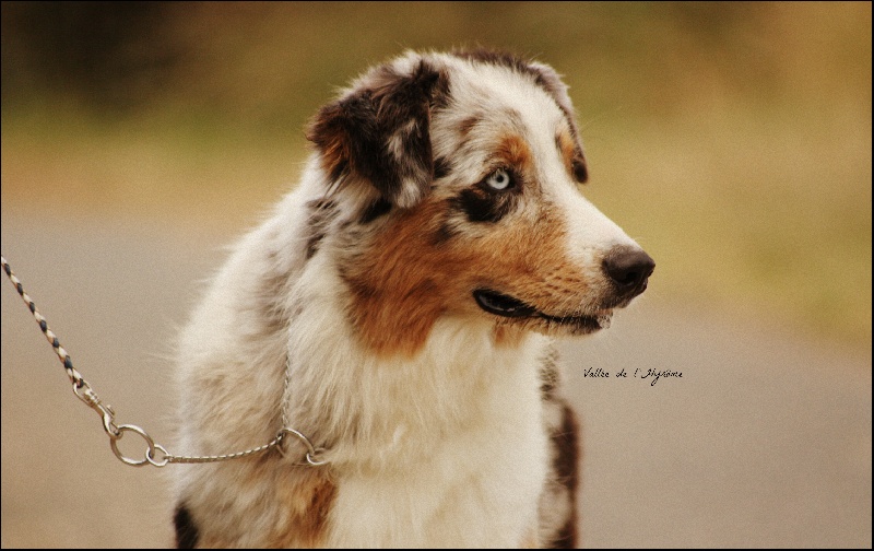 Gloria blue de la Vallée de l'Hyrome