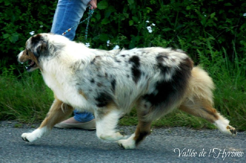 Gloria blue de la Vallée de l'Hyrome