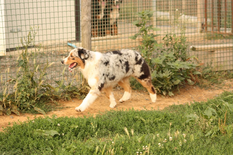 Gloria blue de la Vallée de l'Hyrome