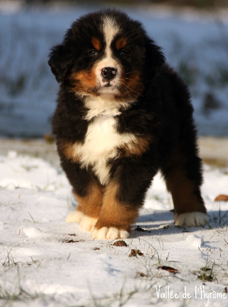 Chiot Elevage De La Vallée De Lhyrôme Eleveur De Chiens