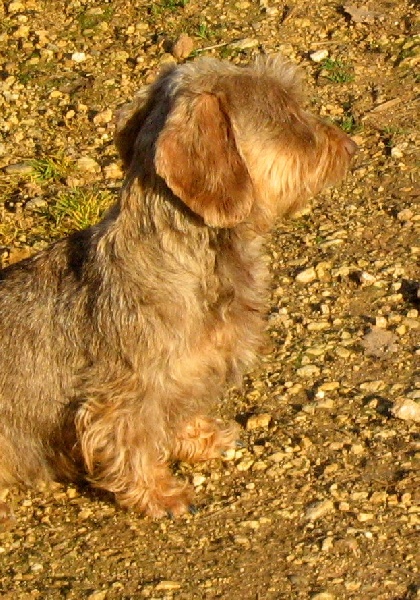 Carabosse la rouge du Domaine de la Veyssière