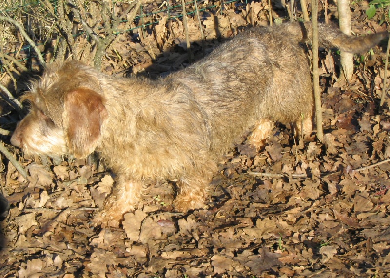 Carabosse la rouge du Domaine de la Veyssière