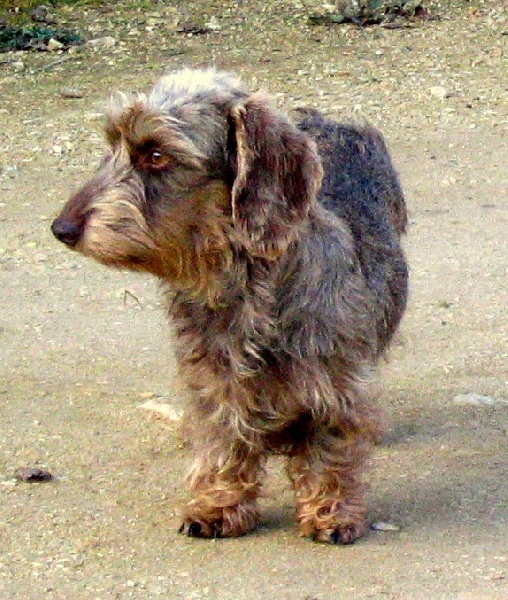 Carabosse la rouge du Domaine de la Veyssière