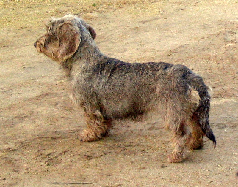 Carabosse la rouge du Domaine de la Veyssière