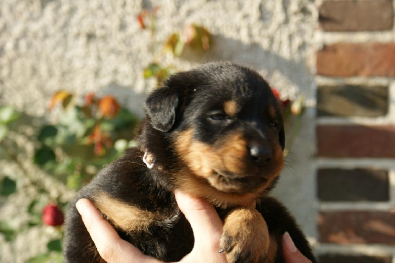 Chiot Berger De Beauce Chiot Noir Et Feu Collier Rouge Et