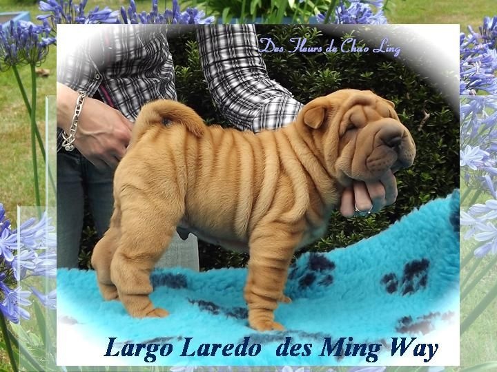 Largo laredo des Ming Way