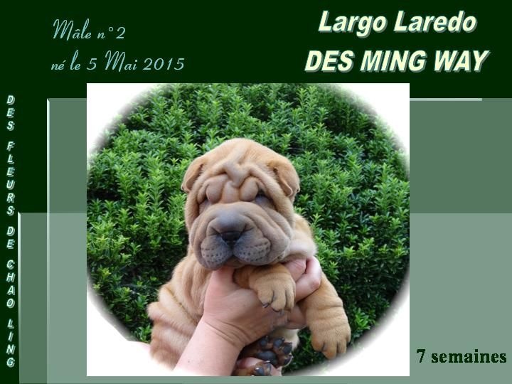 Largo laredo des Ming Way