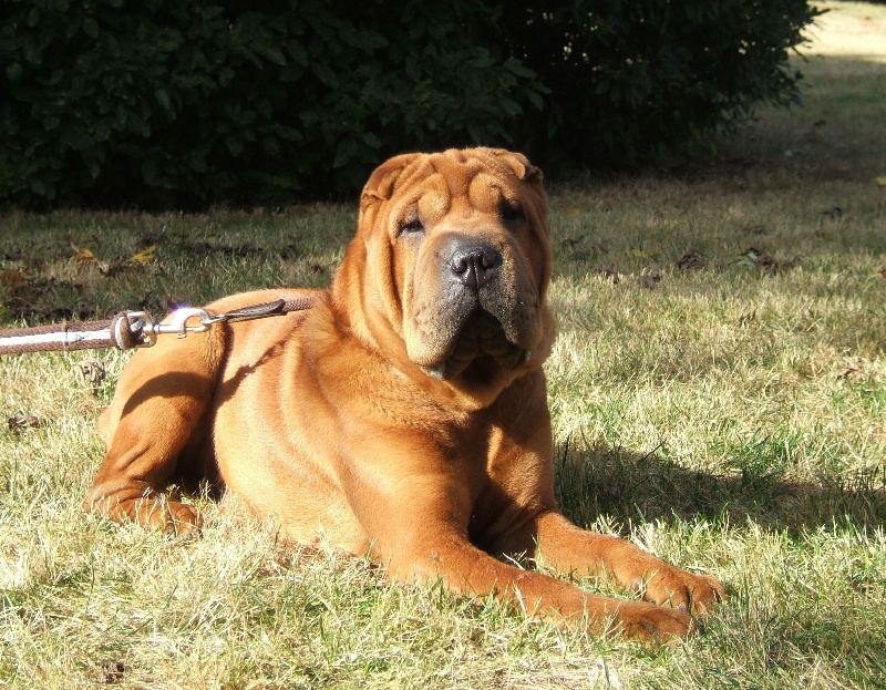 CH. Desmond de l'ère du scorpion