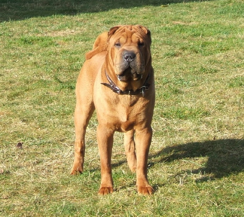 CH. Desmond de l'ère du scorpion