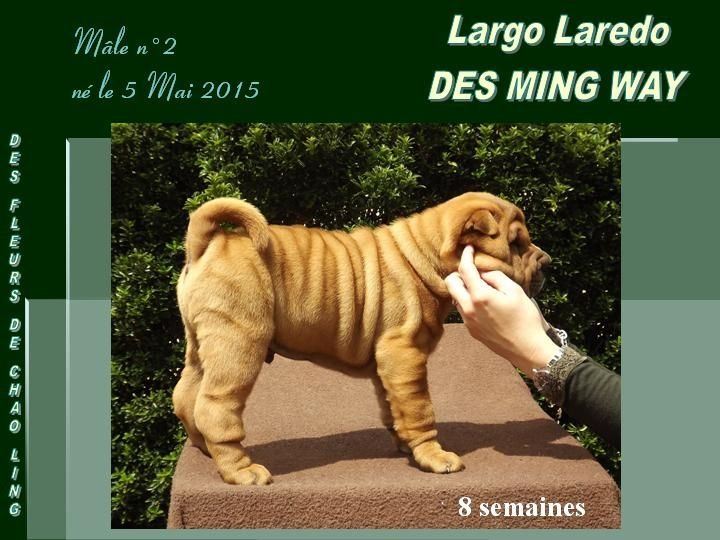 Largo laredo des Ming Way