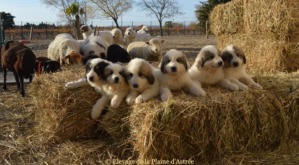 Accueil Elevage De La Plaine Dastree Eleveur De Chiens